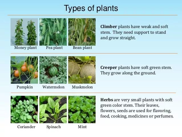 Types of Plants. Kinds of Plants. Plant names. Different Types of Plants.