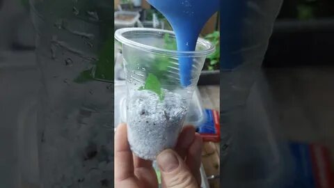 Укоренение петуний в вермикулите