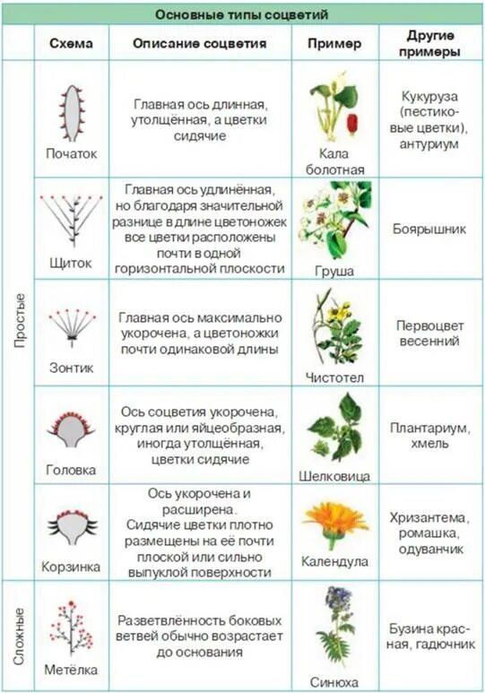 Таблица по биологии 6 класс соцветия. Таблица по соцветиям 6 класс. Таблица соцветия биология 6. Таблица типы соцветий 6 класс биология.