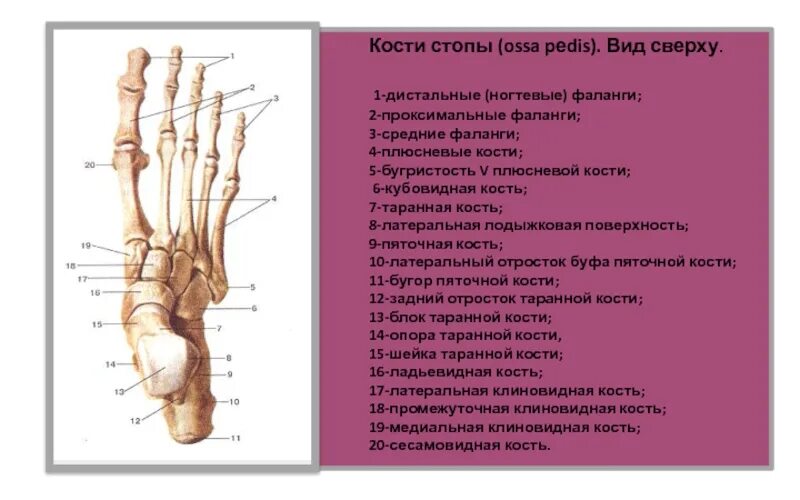 Фаланги стопы. Плюсневая кость стопы 5 фаланги. Анатомия проксимальной фаланги стопы. Головка проксимальной фаланги 1 пальца стопы. Бугристость 5 плюсневой кости анатомия.