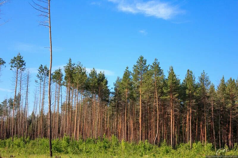 лесное рязань