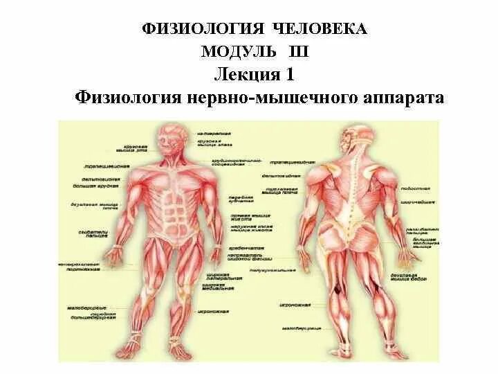 Физиология человека. Нервно-мышечный аппарат человека. Физиология человека строение. Физиологическая структура человека.