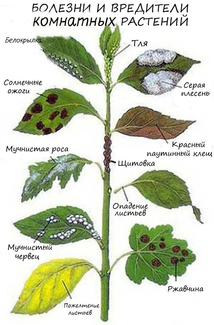 Заболевания растений. Болезни и вредители комнатных растений. Болезни листьев растений. Заболевания растений по листьям. Определение болезней растений