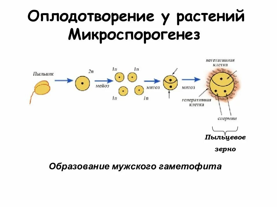 Развитие оплодотворения клетки. Схема образования и развития пыльцевого зерна. Образование мужского гаметофита у цветковых растений. Образование мужского гаметофита у покрытосеменных. Оплодотворение у растений макроспорогенез.