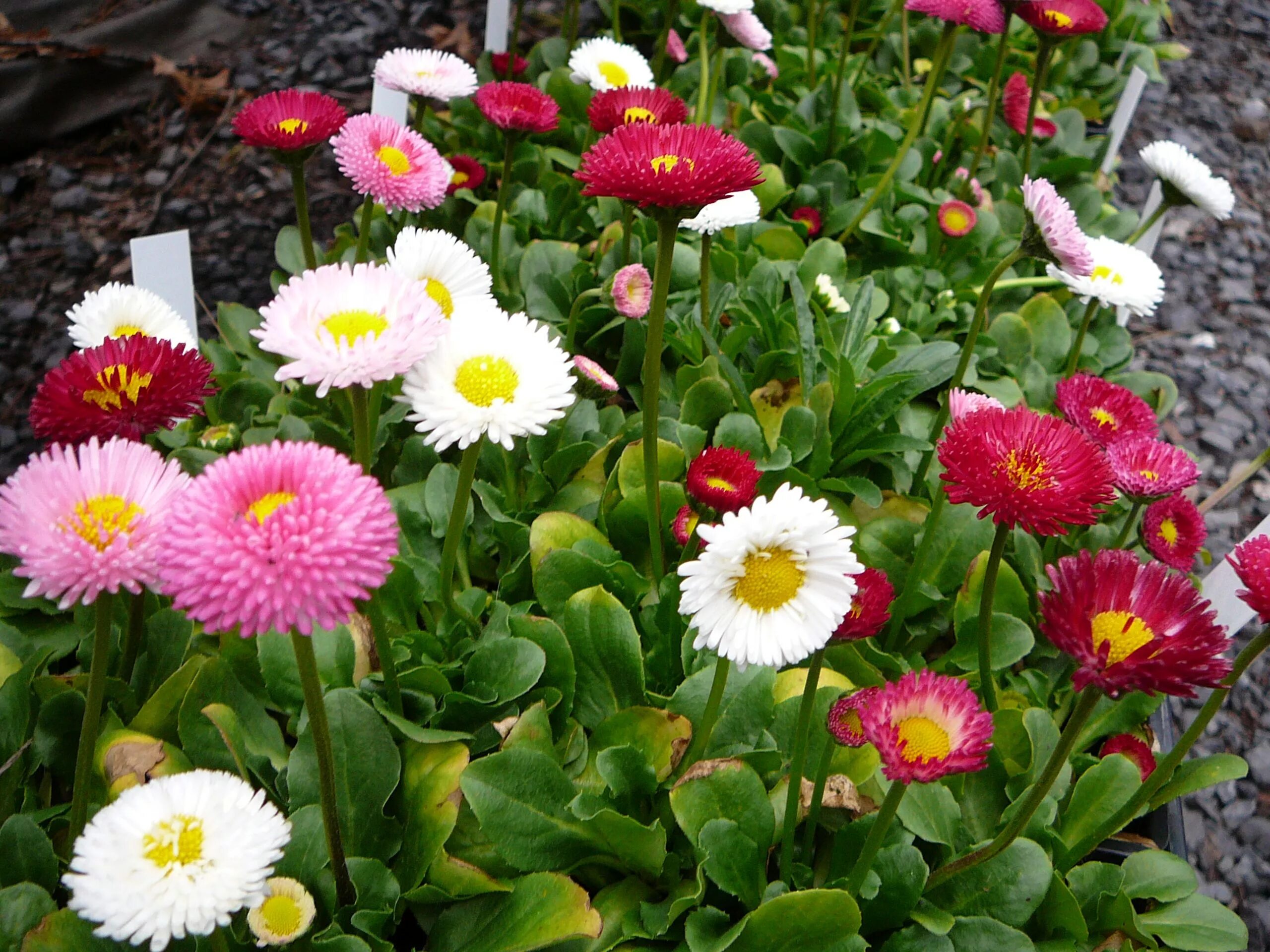 Маргаритка детский сад. Маргаритка многолетняя Bellis perennis. Маргаритка Тассо микс. Маргаритка многолетняя Тассо. Маргаритка хризантемовидная.