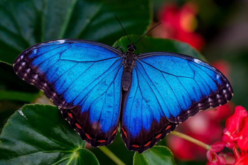 Бабочка морфо пелеида куколки. Бабочка морфо дидиус. Бабочка морфо пелеида. Нимфалиды морфо. Morpho peleides куколка.