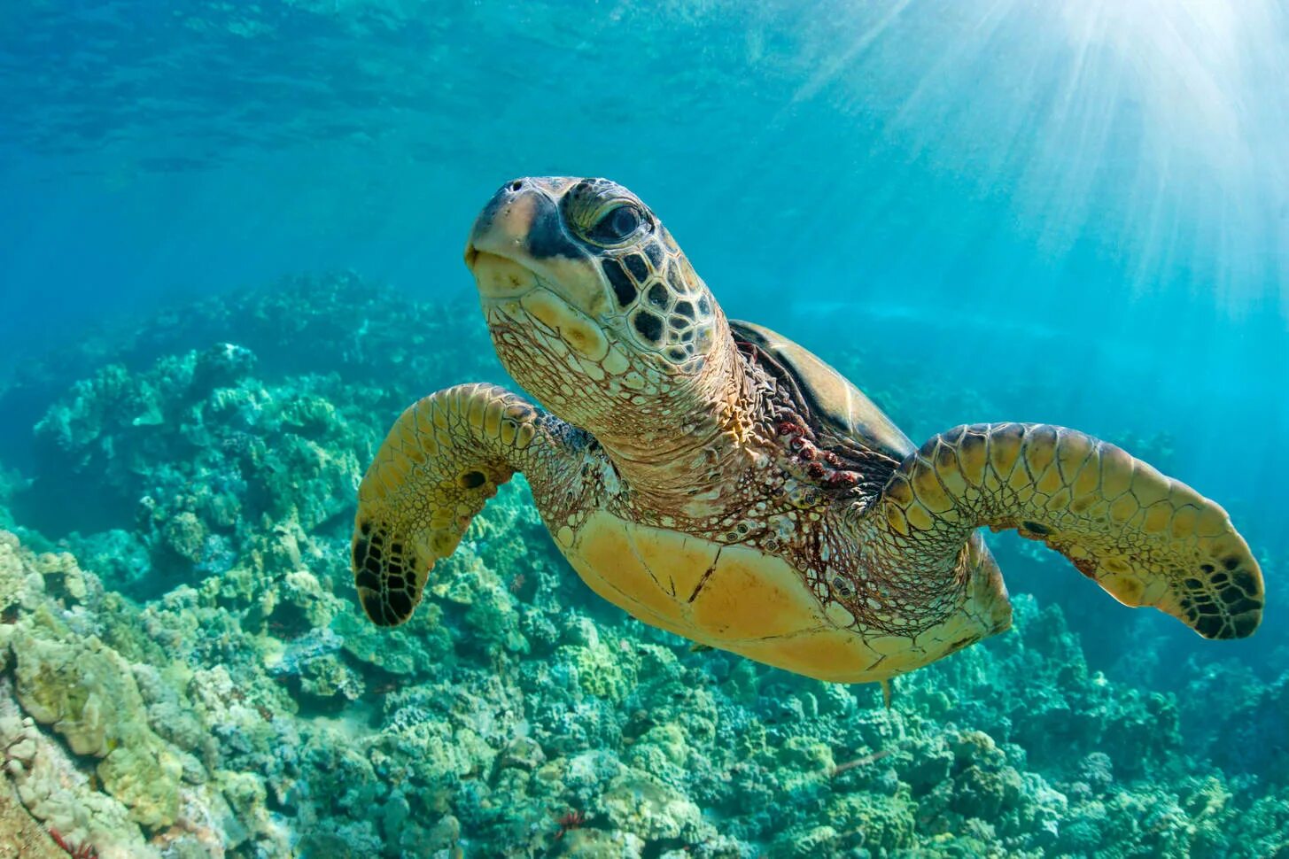 Какой группе морских обитателей относится морская черепаха. Морская черепаха. Черепаха бисса. Море черепаха. Всемирный день морских черепах.