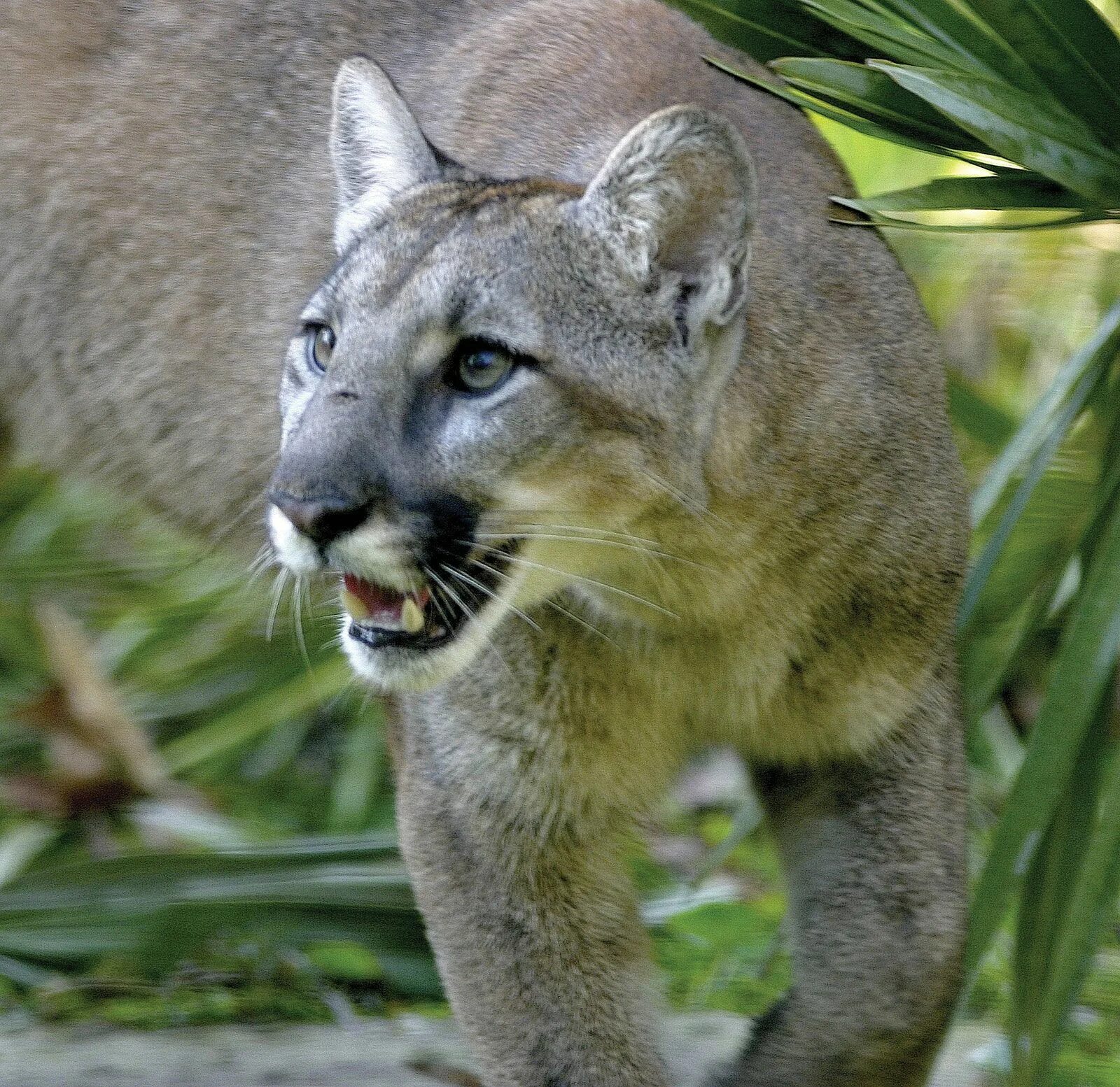 Флоридская Пума Пума. Флоридская пантера. Пума (Puma concolor):. Пантера или Флоридская Пума. Полное название пумы