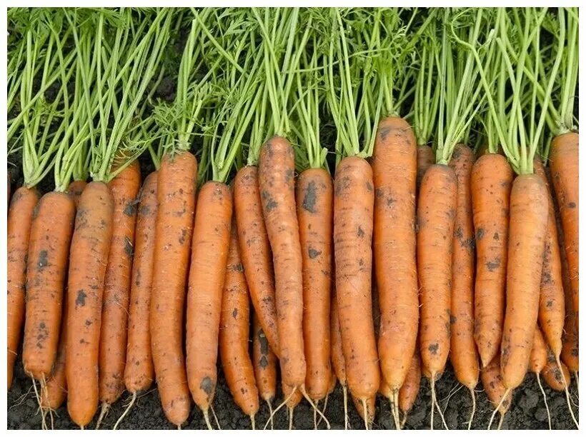 Морковь гибриды. Морковь Нантская красная. Морковь Нантская Семко. Морковь Нантская поздняя f1. Морковь Нантская семена.
