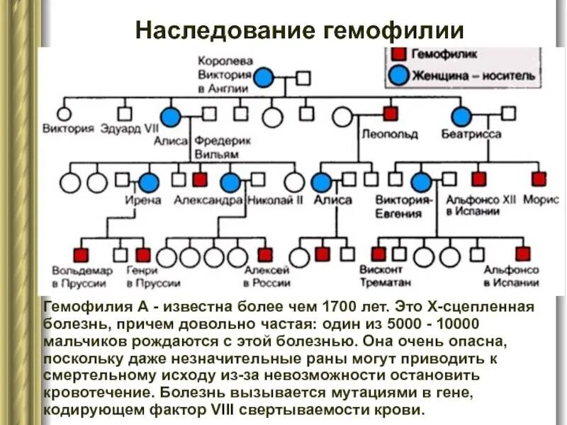 Факторы свертывания крови гемофилия. Генетическое заболевание гемофилия. Молекулярное наследование болезни. Родословная королевы виктории наследование гемофилии. Гемофилия генная мутация.