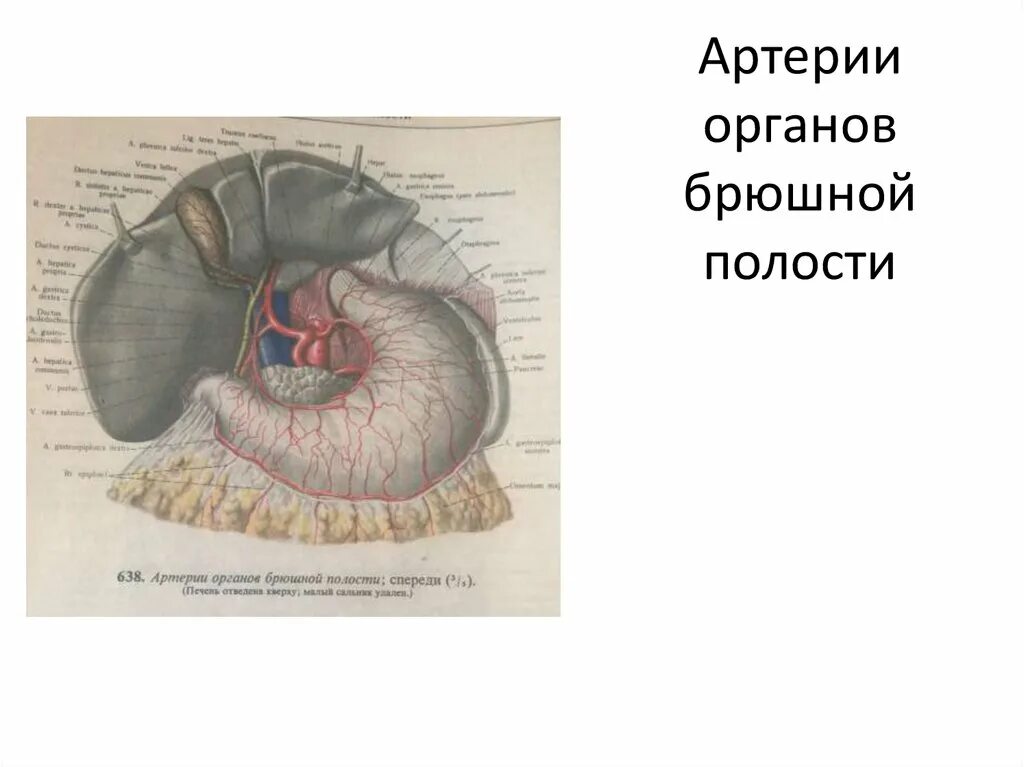 Артерии брюшной полости. Артерии органов брюшной полости спереди. Артерии органов брюшной полости 1.