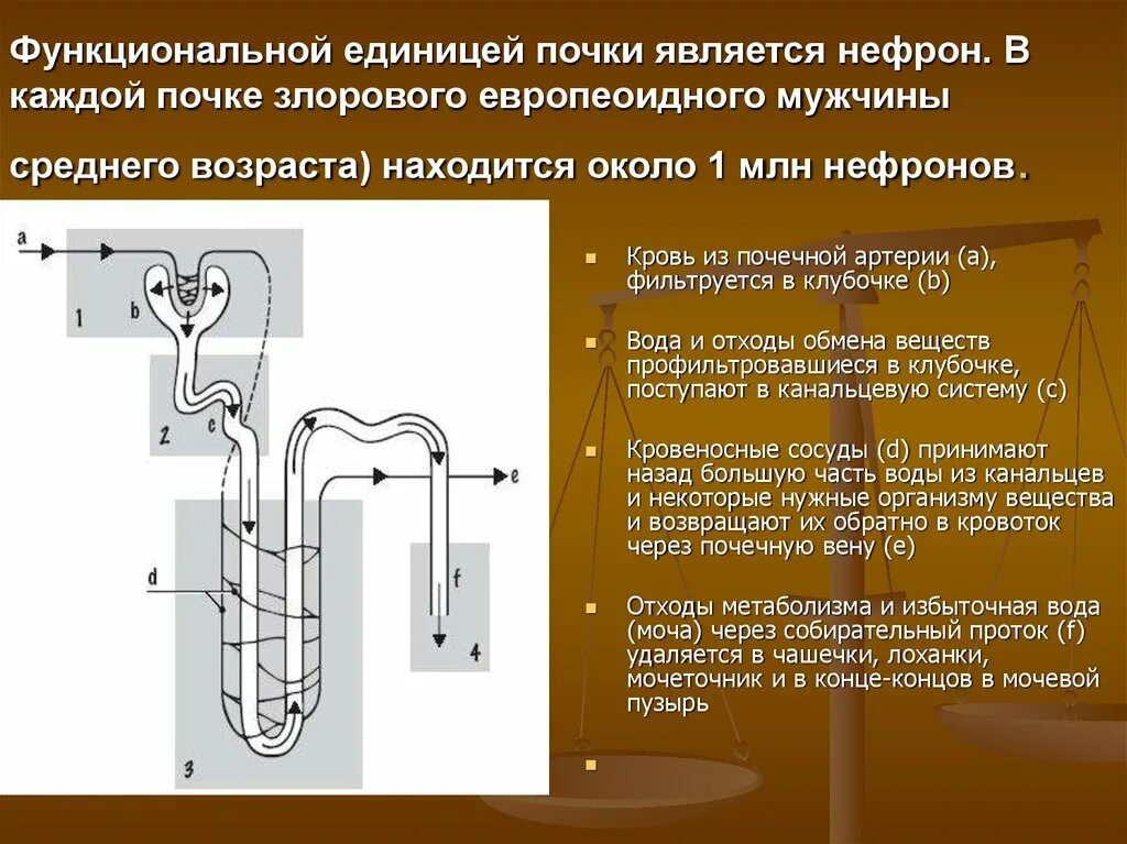 Капсула нефрона называется. Строение нефрона. Что является функциональной единицей почки. Эволюция нефрона. Эволюция нефрона почки.