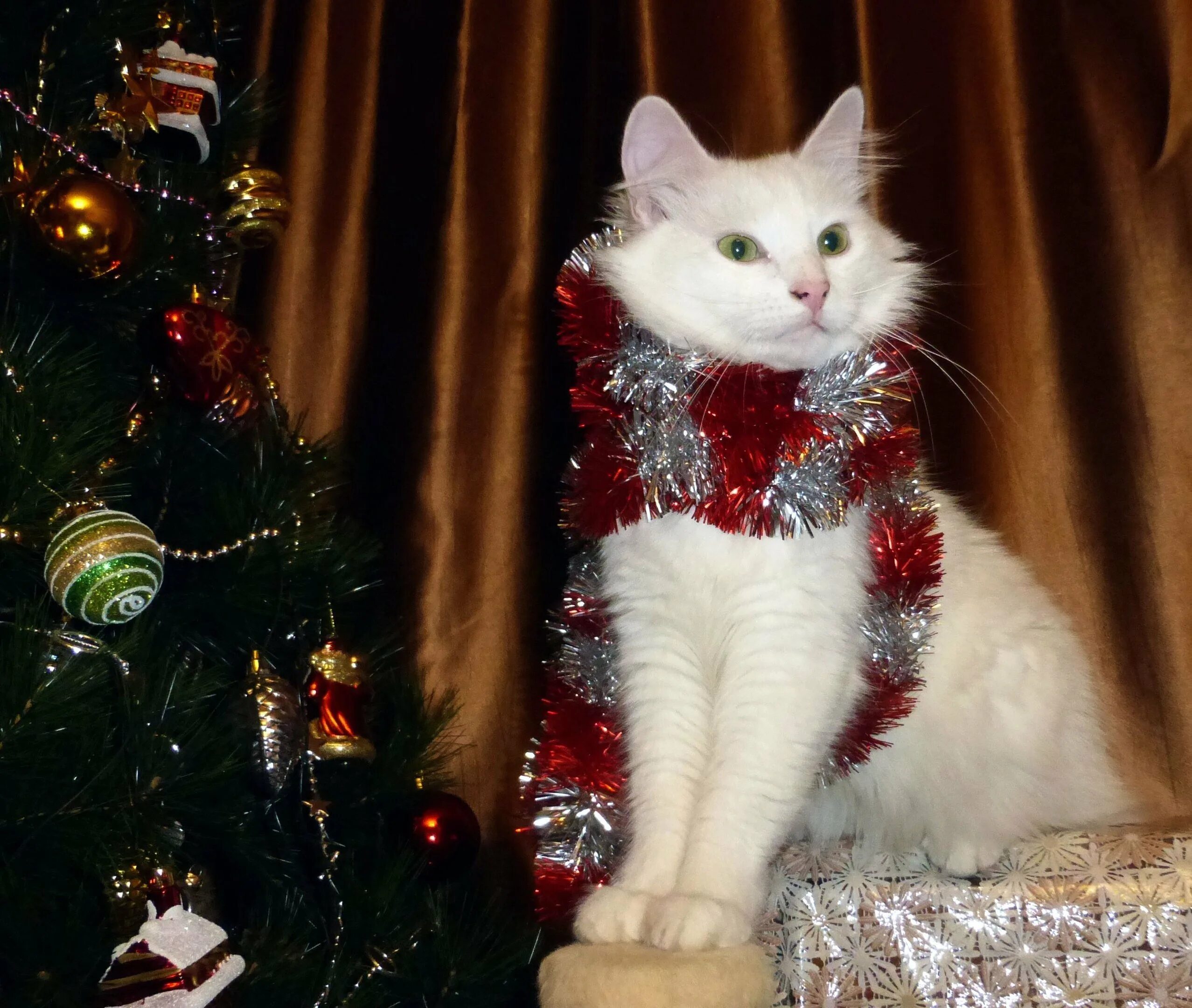 Кот празднует новый год. Новогодний котик. белый котенок новый год. новогодний белый кот. белая кошка и новый год.