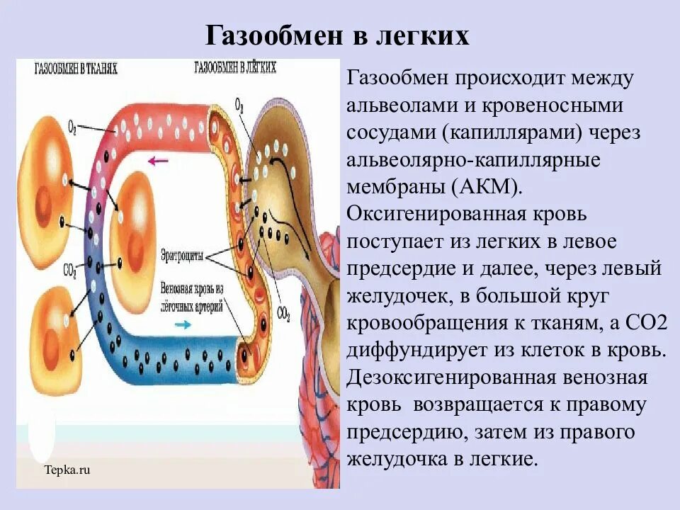 Газообмен легких человека. Газообмен в легких происходит в. газообмен в легочных альвеолах. биология 8 класс газообмен в легких и тканях. механизм газообмена в лёгких физиология.