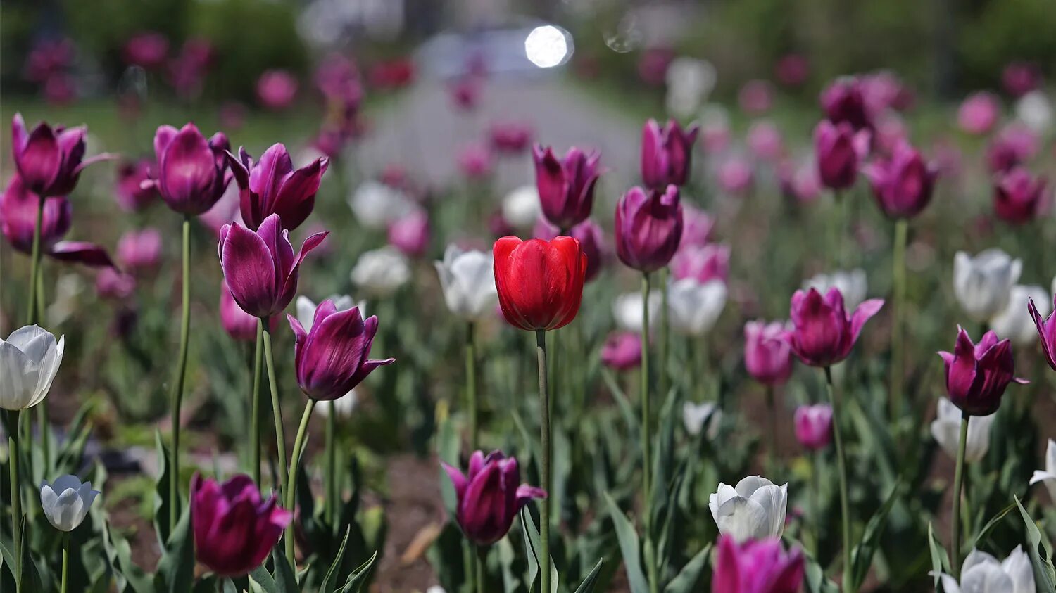 Будут ли цвести тюльпаны весной. 1000 Тюльпанов. Ace Pink тюльпан. В горах цветут тюльпаны. Красная горка в Тюлькубасе цветущие тюльпаны.