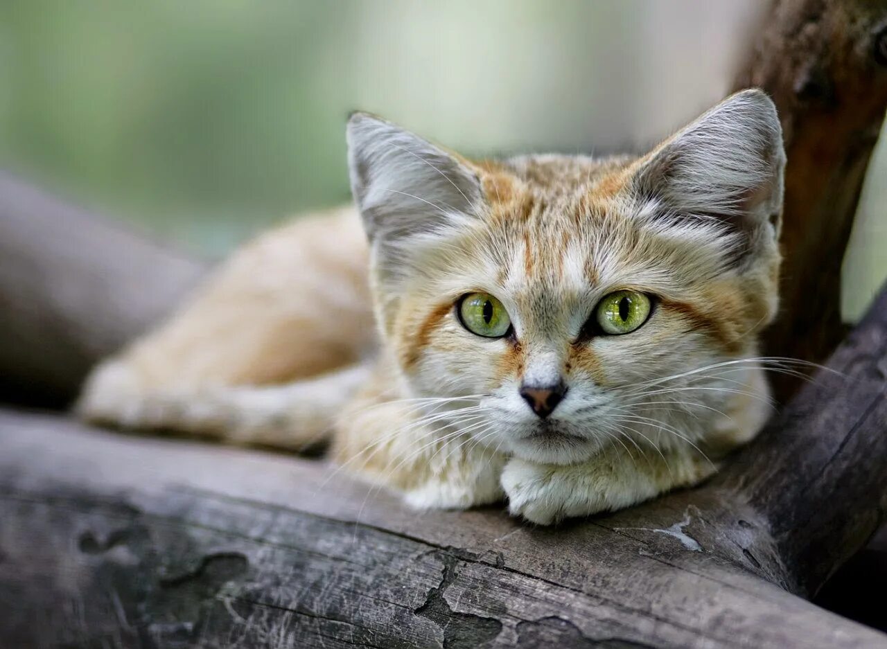 Кошка 1. Барханная кошка. Песчаная кошка (Felis Margarita). Пустынный барханный кот. Бархатный песчаный кот.