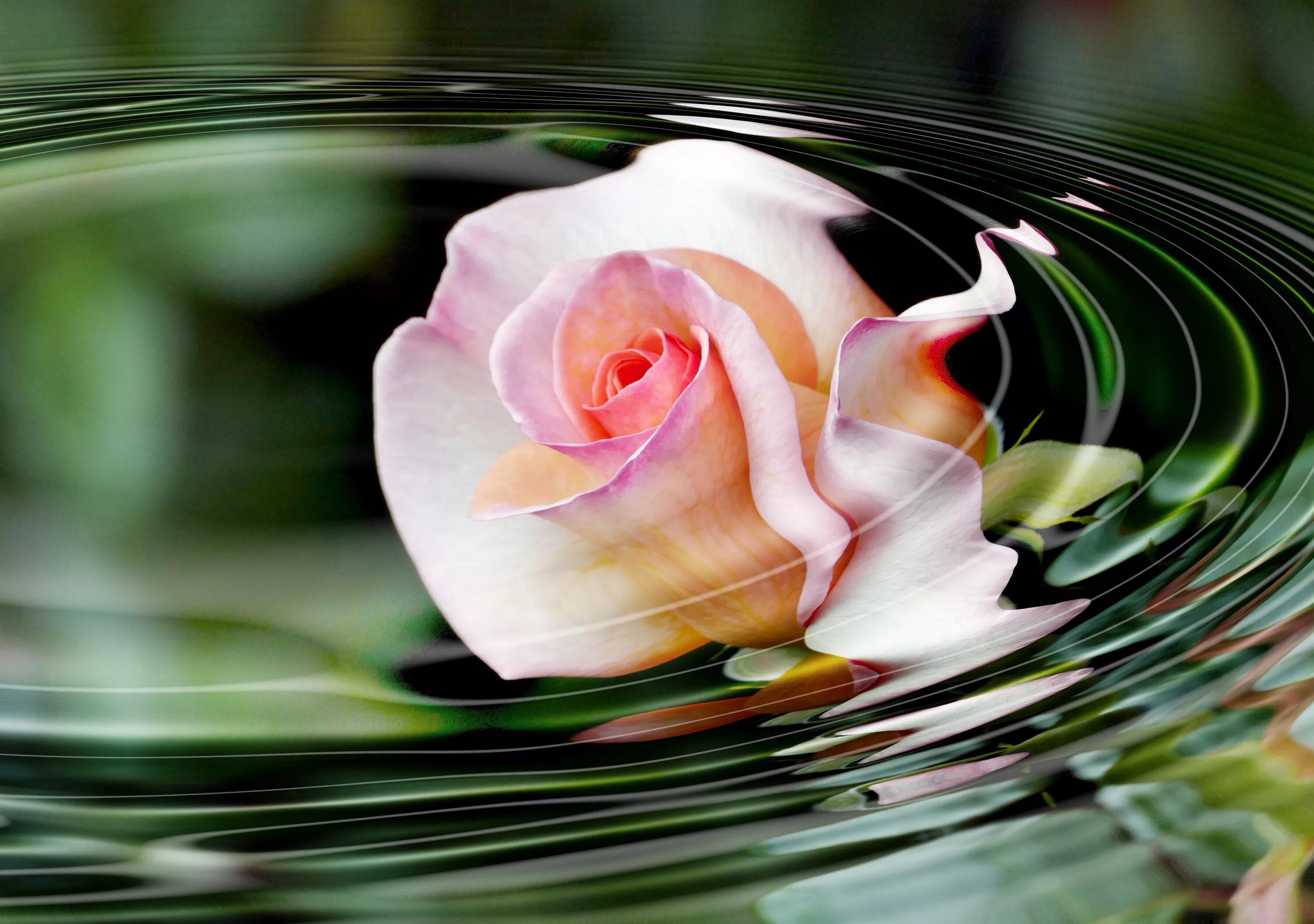 Розы в воде. Отражение цветов в воде. Красивые цветы на воде. Цветы отражение в воде. Вода цветы красиво