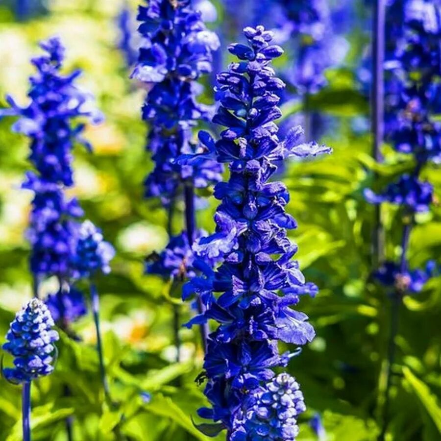 Сальвия голубой монарх. Шалфей дубравный blue bouquetta. Шалфей guaranitica. Шалфей viola klose. Сальвия мучнистая синяя.