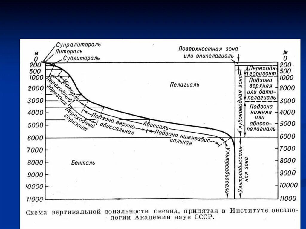 Географические зоны океана. Бенталь Литораль. Вертикальная экологическая зональность океана (по н. ф. Реймерсу, 1990). Зоны бентали и пелагиали мирового океана. Экологические зоны мирового океана по Константинову 1967.