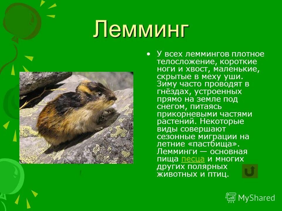 рассказ о лемминге. в какой зоне живет лемминг. факты о леммингах. лемминг арктический. лемминг в тундре.