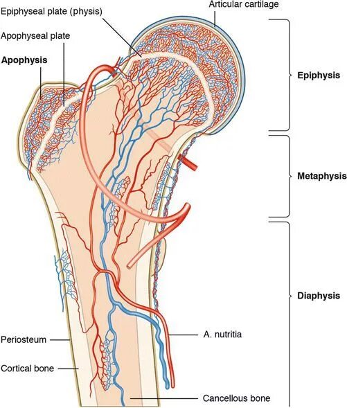 Кровообращение трубчатой кости. Кровоснабжение трубчатой кости. Трубчатая кость кровоснабжение. Источники кровоснабжения длинной трубчатой кости схема. Кровообращение костей
