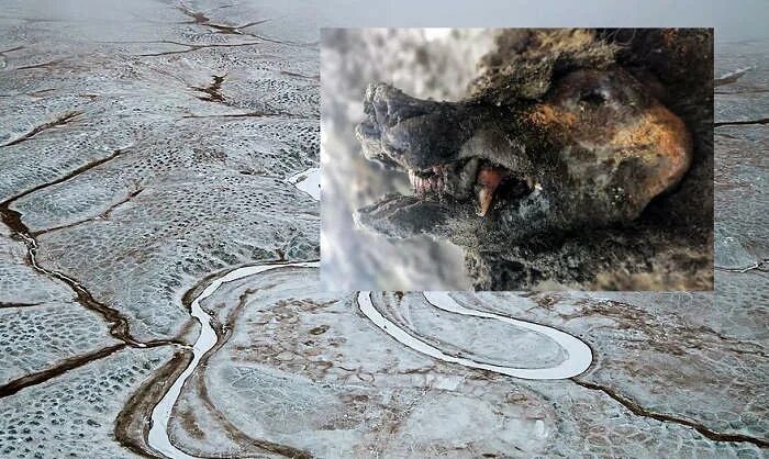 Добыча бивней мамонтов в сибири. Ленские столбы останки мамонтов. Мамонты в вечной мерзлоте. Находки мамонтов в якутии. Якутия останки древних животных.