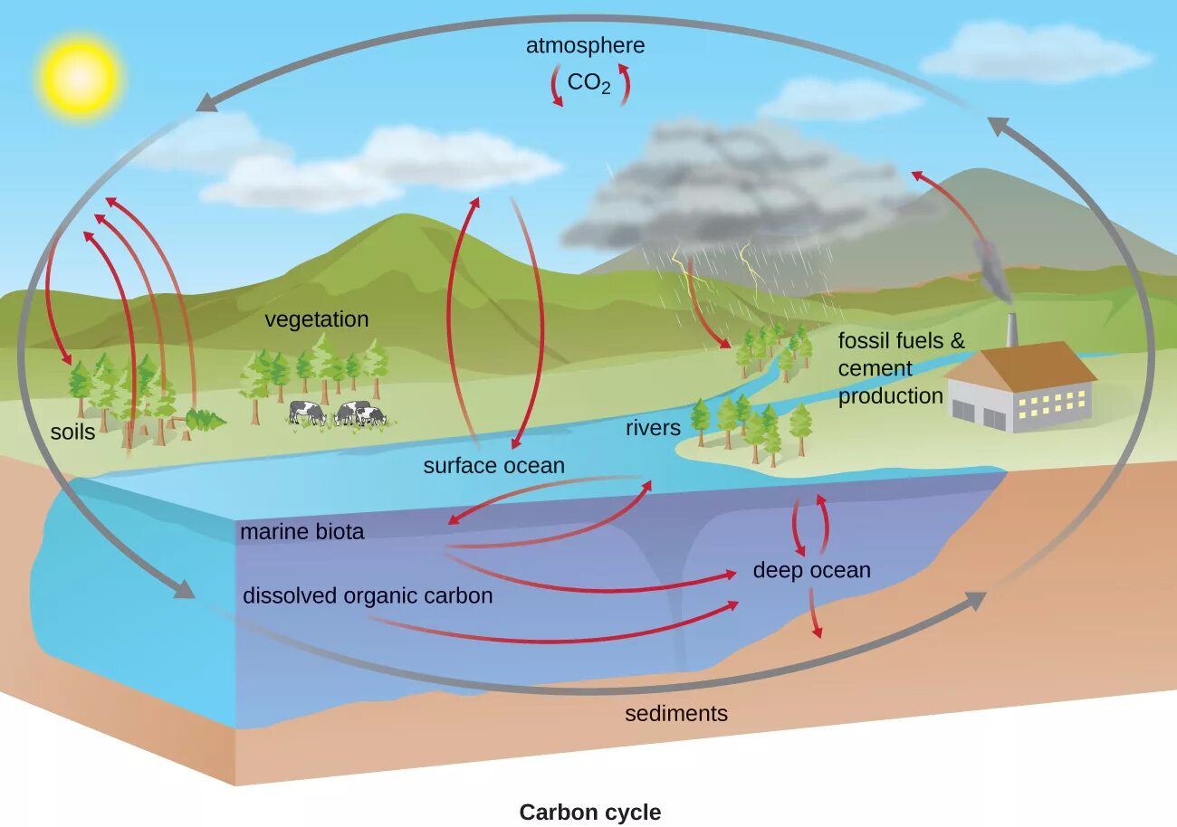 Carbon Cycle co2. Геохимический цикл углерода. Biogeochemical Cycle. Sulfur Cycle. Фф большой круговорот