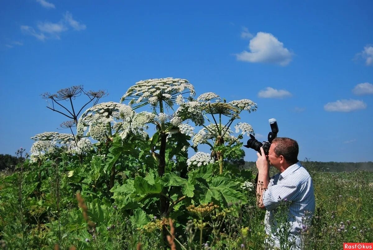 Борщевика сосновского (heracleum sosnowskyi). Борщевик ядовитое растение. Борщевик сосновского ожоги. Борщевик сосновского. Карантинные сорняки борщевик.