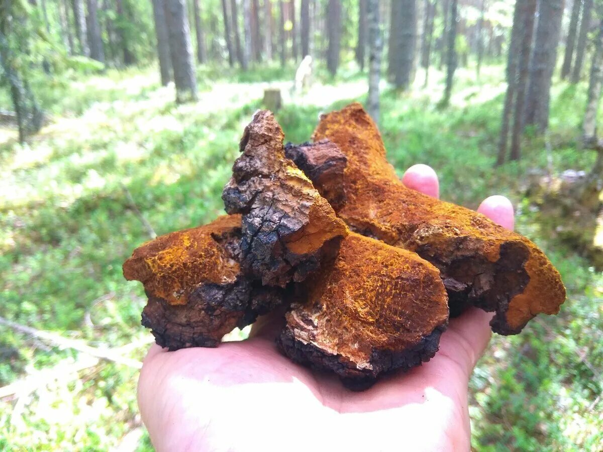 попробуй чага чага. чага и трутовик. березовая чага паразит. чага (березовый гриб). чага на березе.