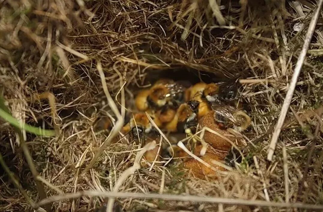 Где живут шмели. Шмелиное гнездо. Жилище шмелей. Гнездо шмеля в земле.