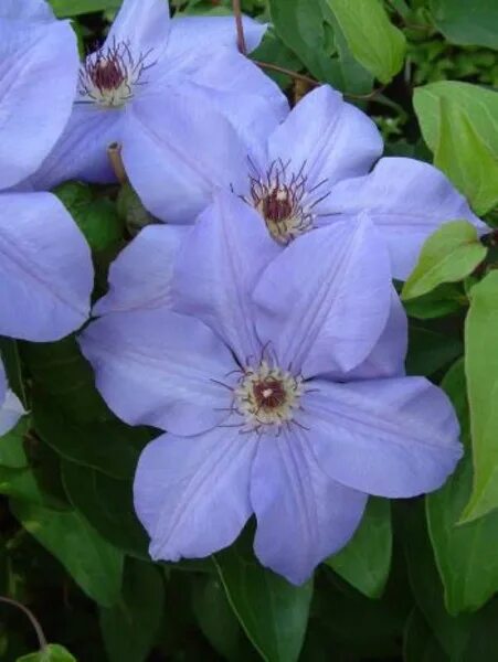Clematis florida 'Sieboldii' - Rosen online kaufen im Rosenhof Schultheis - Rose