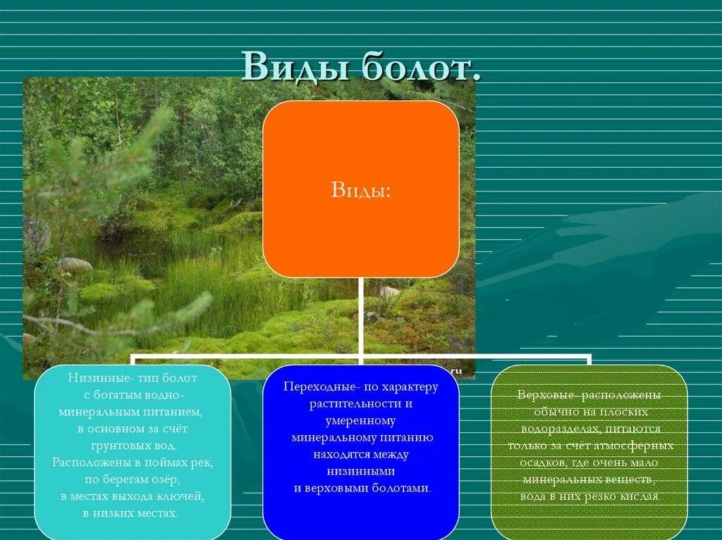 Длиньше вашей реки свыше девяноста видов. Болота классификация. видовая структура болота. болота виды болот. типы болот и их классификация.