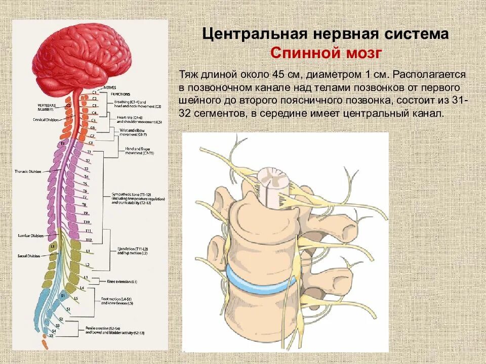 Центральный спинномозговой канал. Строение нервной системы головной и спинной мозг. Функции органов нервной системы спинной мозг. Строение центральной нервной системы: головной мозг, спинной мозг. Нервная система человека., спинной мозг схема.