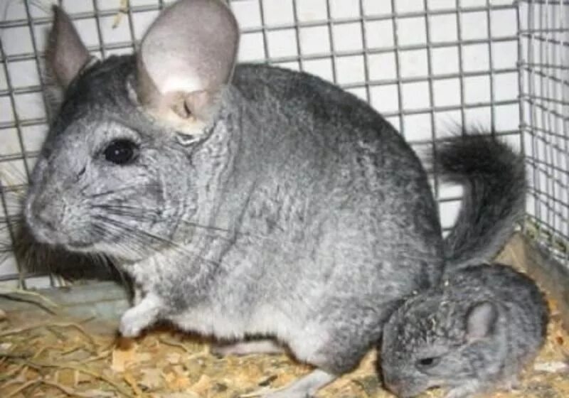 шиншилла на пульте управление. дикая шиншилла. вес шиншиллы. питомник шиншилл. шиншилла оранж.