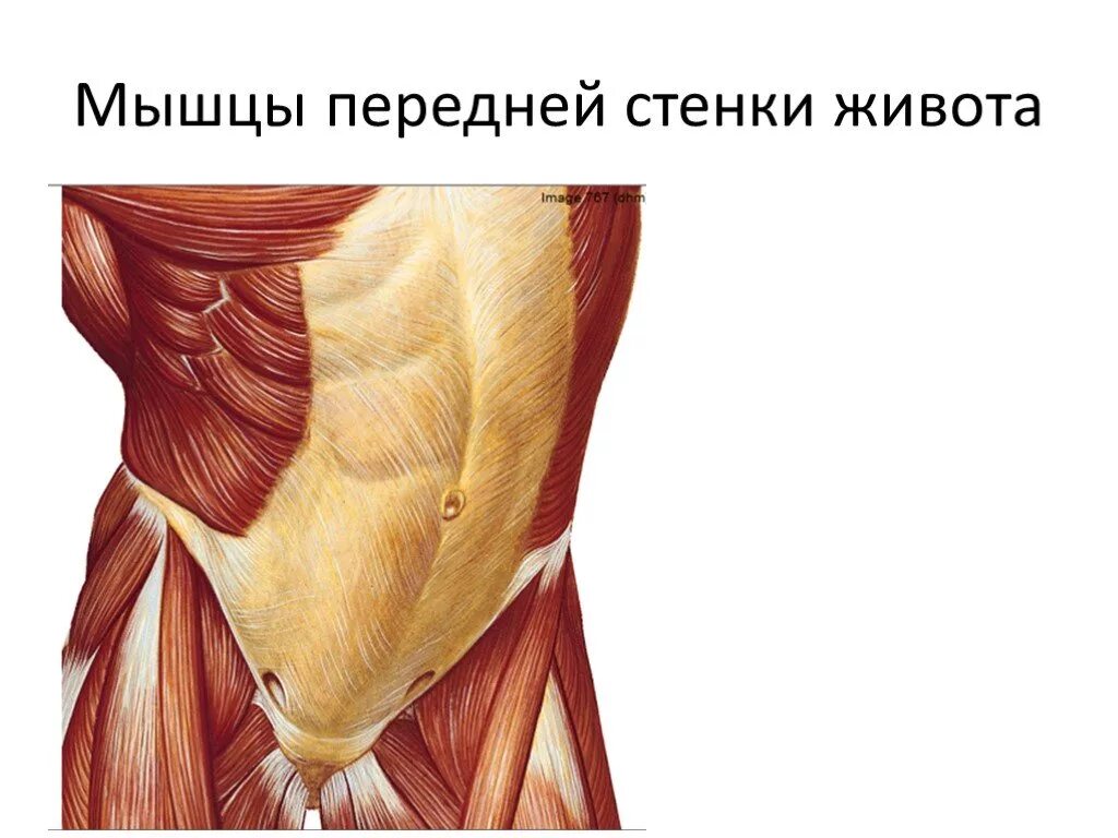Стенка анатомия. Апоневроз передней стенки живота. Апоневроз мышцы боковой стенки живота. Мышцы передней стенки брюшной полости. Мышцы передней стенки живота анатомия.