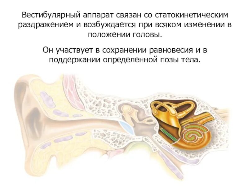 Вестибулярный аппарат связан с. Вестибулярный аппарат связан. Вестибулярный аппарат анатомически связан с ухом. Положение вестибулярного аппарата и положение головы. Слуховая сенсорная система физиология.