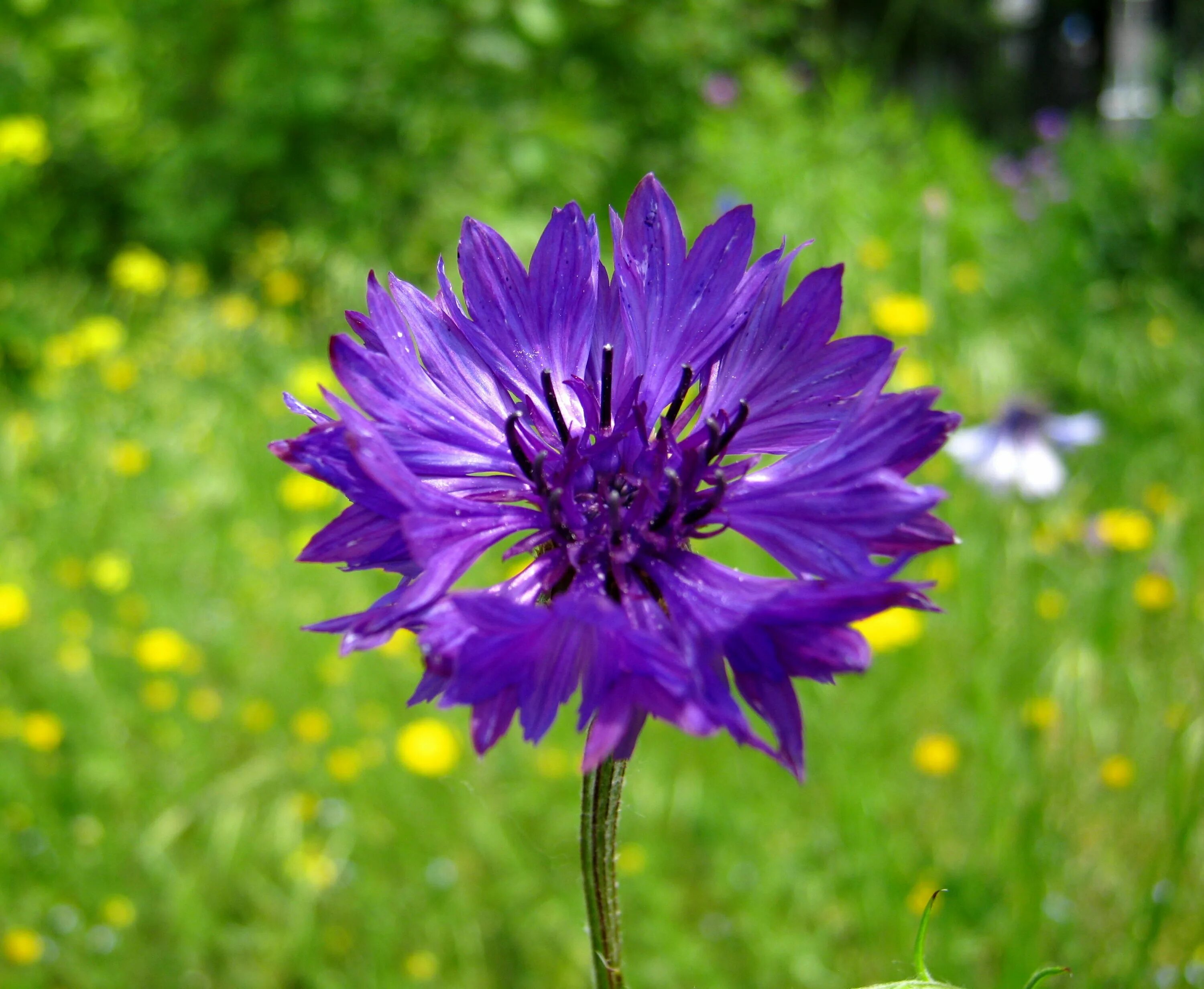 Василька 9. Василек Centaurea Montana. Василек Карпатский. Василек шипиконосный. Василёк Боровой.