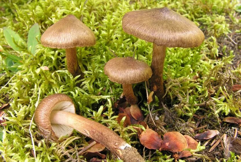 луговые опята съедобные рядовки. опята осенние полевые. ложные опята серопластинчатые. опенок луговой ложный. ложноопёнок серно-жёлтый гриб.