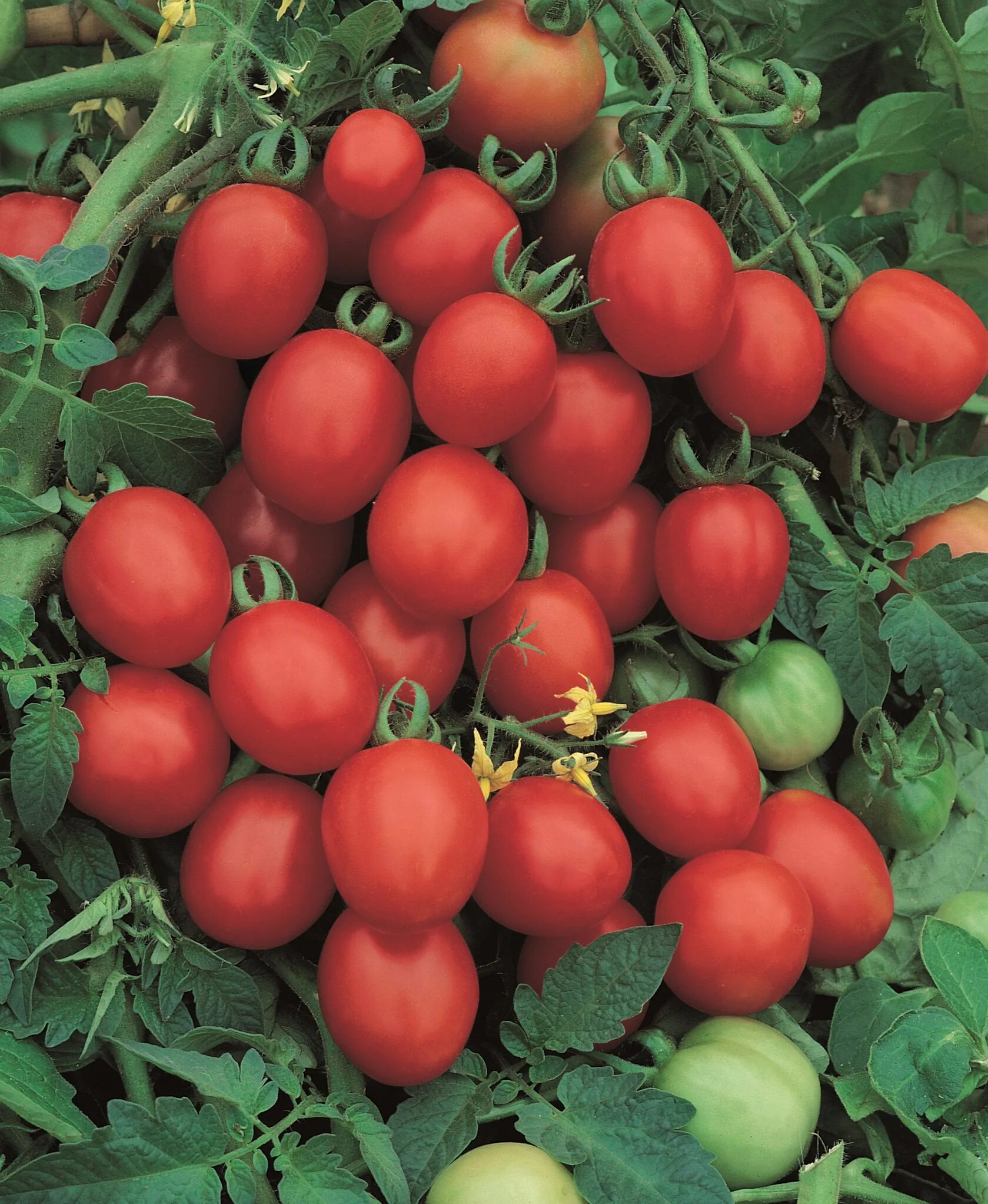 томат малиновый звон f1. малиновый крепыш томат. помидоры малиновые фото. помидор малиновый виконте. томат малиновый мясистый.