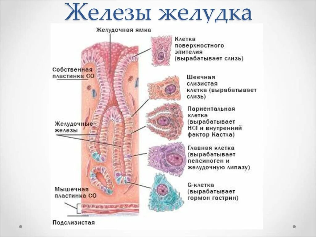 Главные клетки желудка вырабатывают. Железы желудка строение. Секреторные железы клетки желудка. Желудочные железы строение и функции. Клетки собственных желез желудка и их функции.