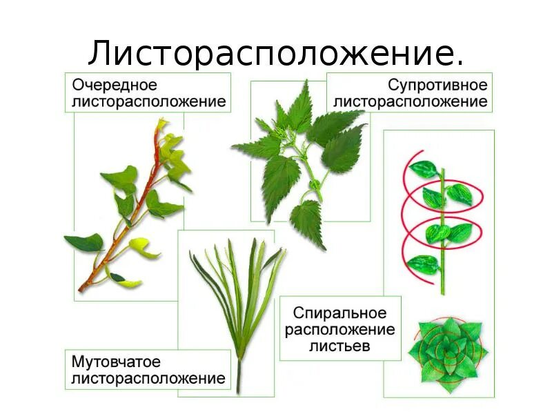 Местоположение листа. Очередное супротивное мутовчатое листорасположение. Мочковатое листорасположение. Листорасположение супротивное розеточное очерёдное. Побег березы листорасположение.