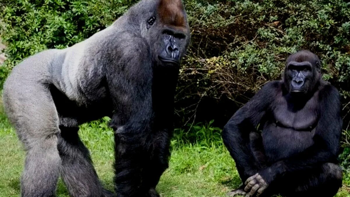 Признаки сильного самца. Горилла, самка. Горилла самец и самка. Обезьяна самец. Половой диморфизм у горилл.