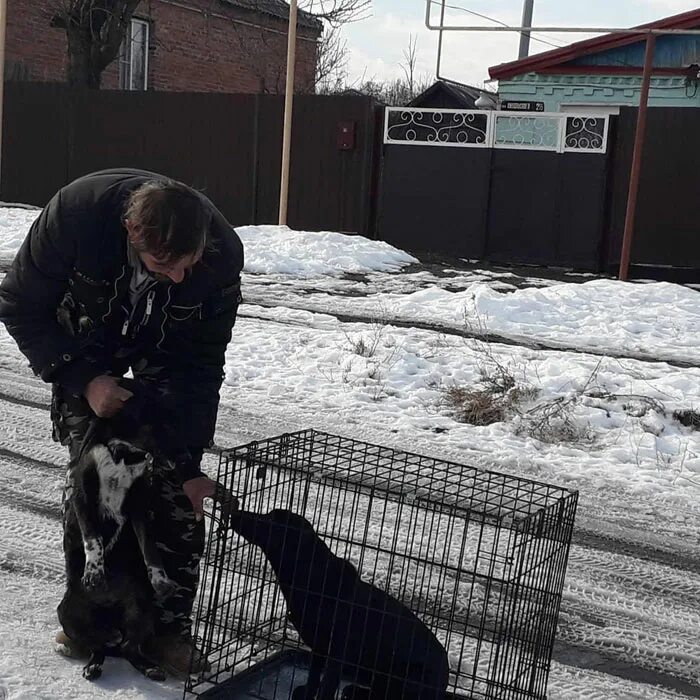 Отлов собак московская область. Отлов безнадзорных животных. Отлов бездомных животных.