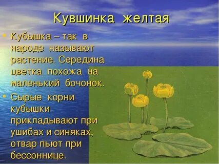 Описание кубышки