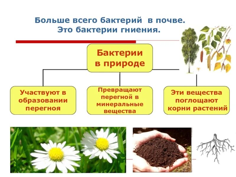 Значение почвенных бактерий. Бактерии в почве. Почвенные бактерии гниения. Микроорганизмы живущие в почве. Роль микроорганизмов в почве.