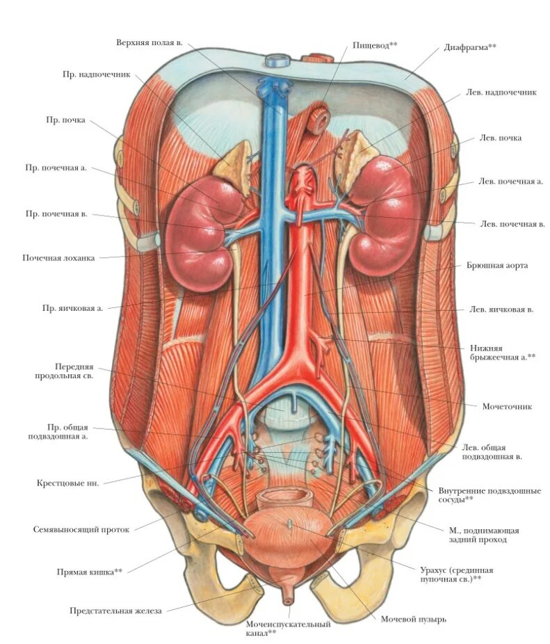 Анатомический атлас Мочеполовая система. Строение органов спереди. Анатомия человека внутренние органы Мочеполовая система.
