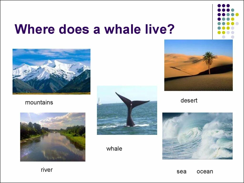 Песни рек английские. Река океан море на английском. Where do Whales Live. Mountains River Sea Worksheets. Whale Live.