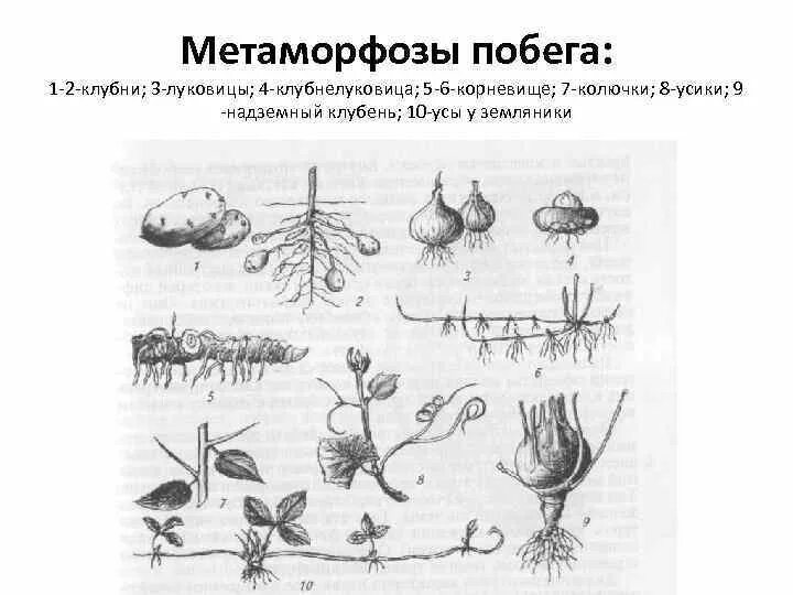Рисунок видоизмененных листьев