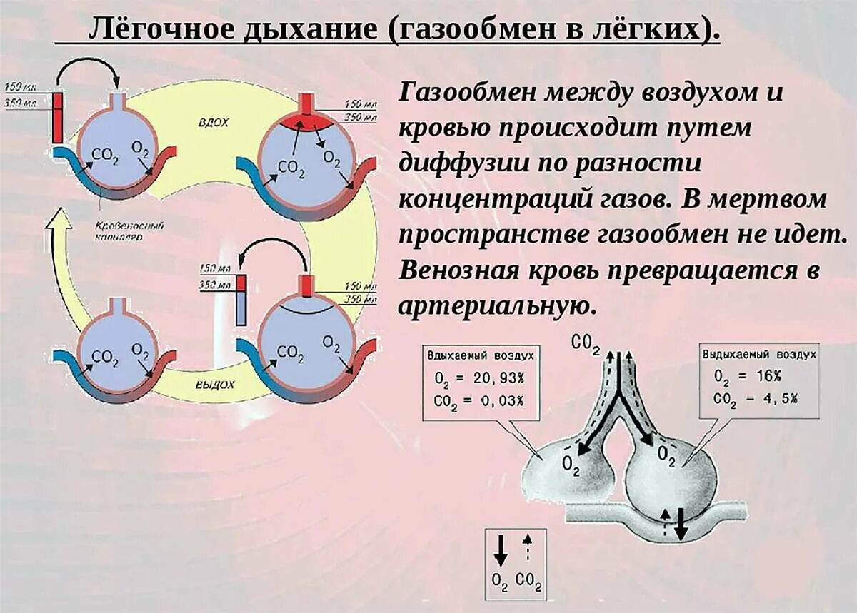 Механизм обмена газов в легких. Дыхание это газообмен в легких. Схема газообмена в легких. Опишите процесс газообмена в легких. Концентрация углекислого газа в легких