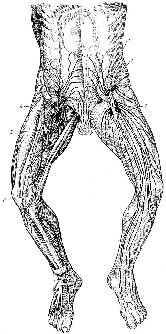Лимфатические сосуды нижних конечностей анатомия. Лимфоузлы нижних конечностей анатомия. Пахово бедренные лимфоузлы. Паховые лимфоузлы анатомия. Лимфоузлы на ногах где
